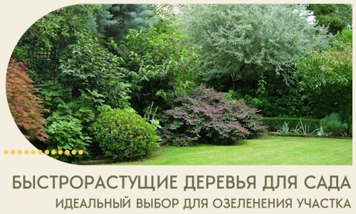 Быстрорастущие деревья для сада идеальный выбор в Тамбове