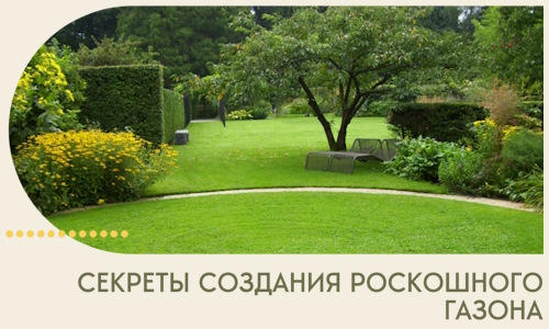 Секреты создания роскошного газона в Тамбове